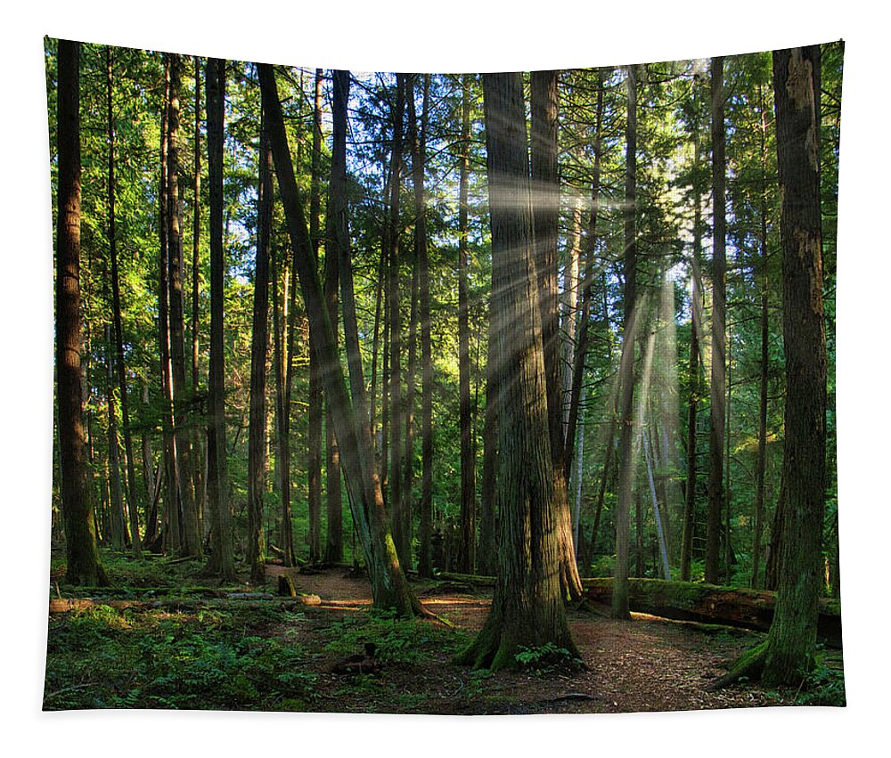 Landscape Tapestry featuring the photograph Splintered Forest Light by Allan Van Gasbeck
