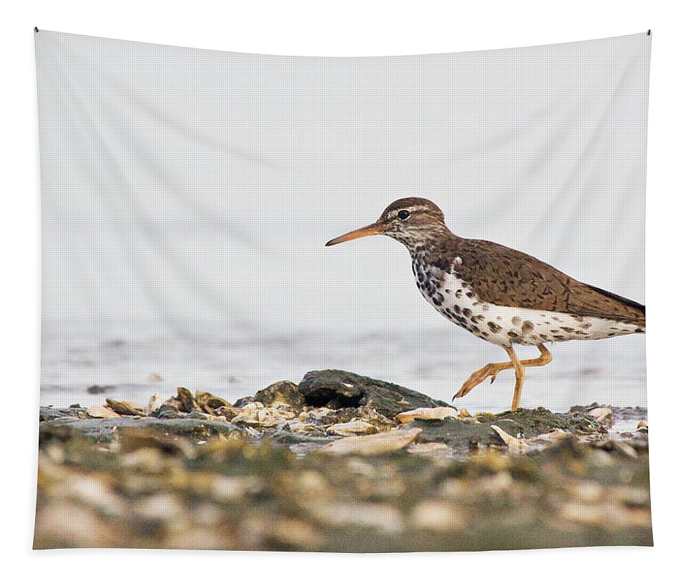 Sandpiper Tapestry featuring the photograph Spotted Sandpiper at Atlantic Beach by Bob Decker