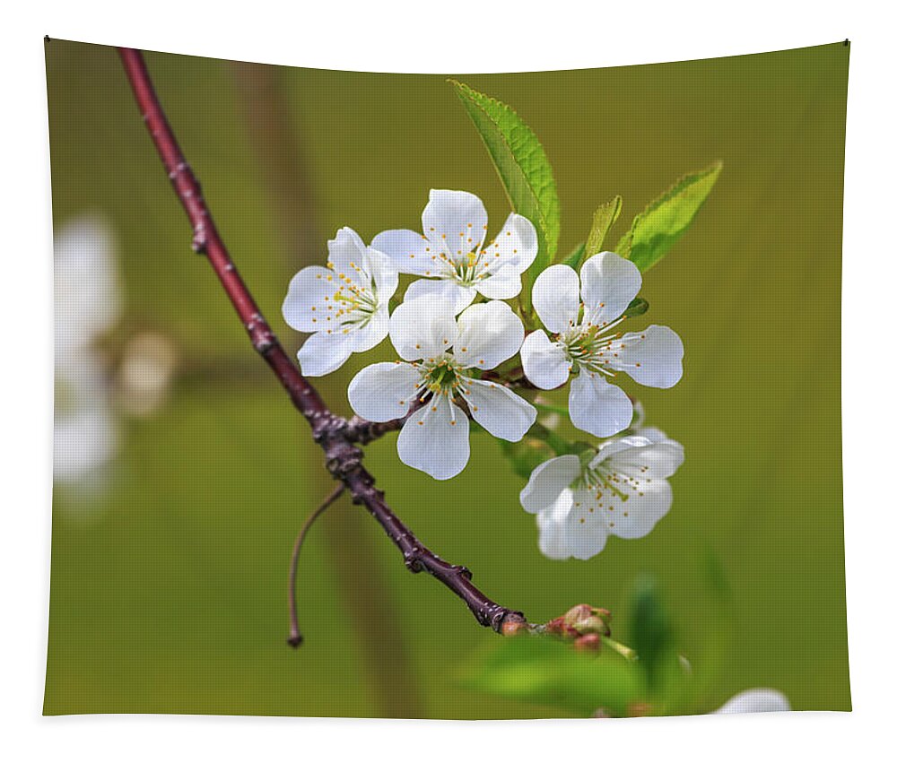 Door County Tapestry featuring the photograph Spring Blossom by Paul Schultz
