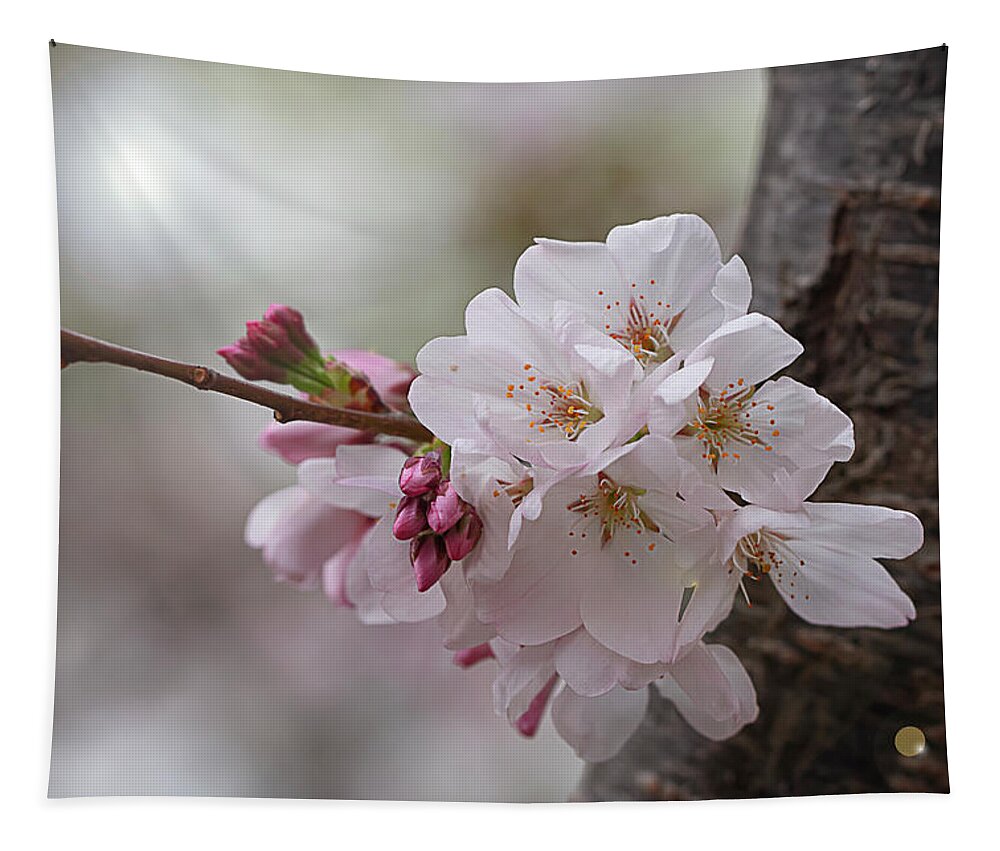 Blossoms Tapestry featuring the photograph Spring Blossoms on Bark by Vanessa Thomas