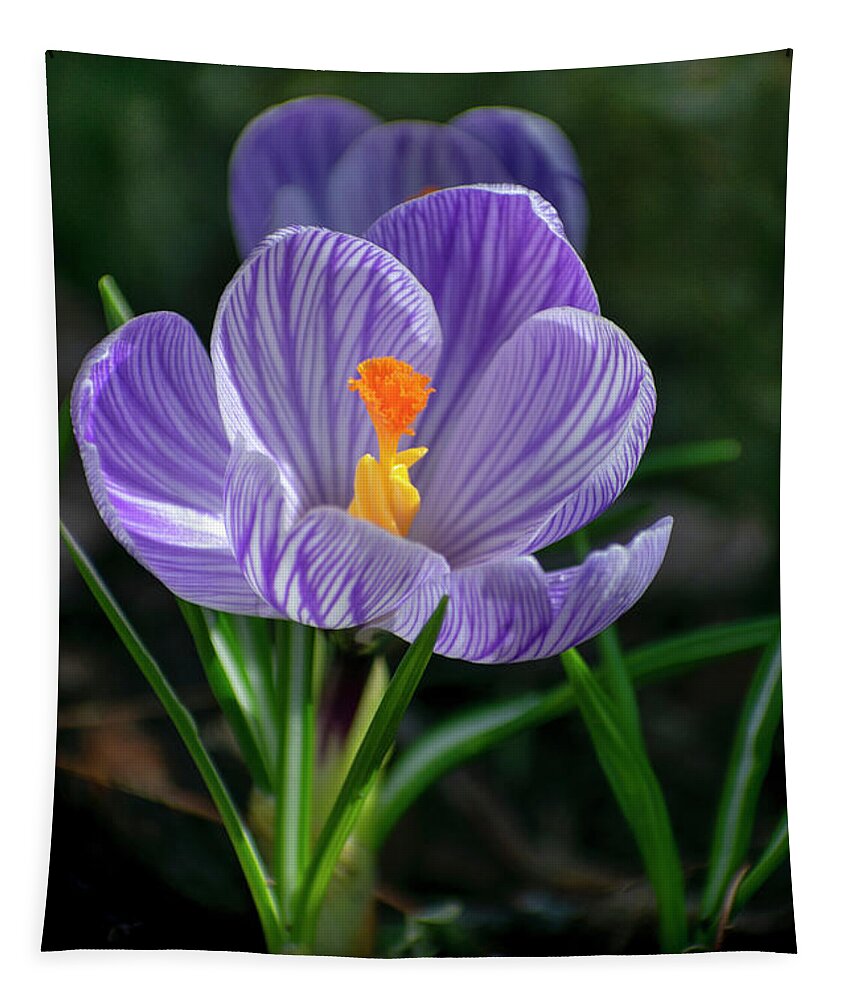 Flower Tapestry featuring the photograph Spring Crocus Flower by Christina Rollo