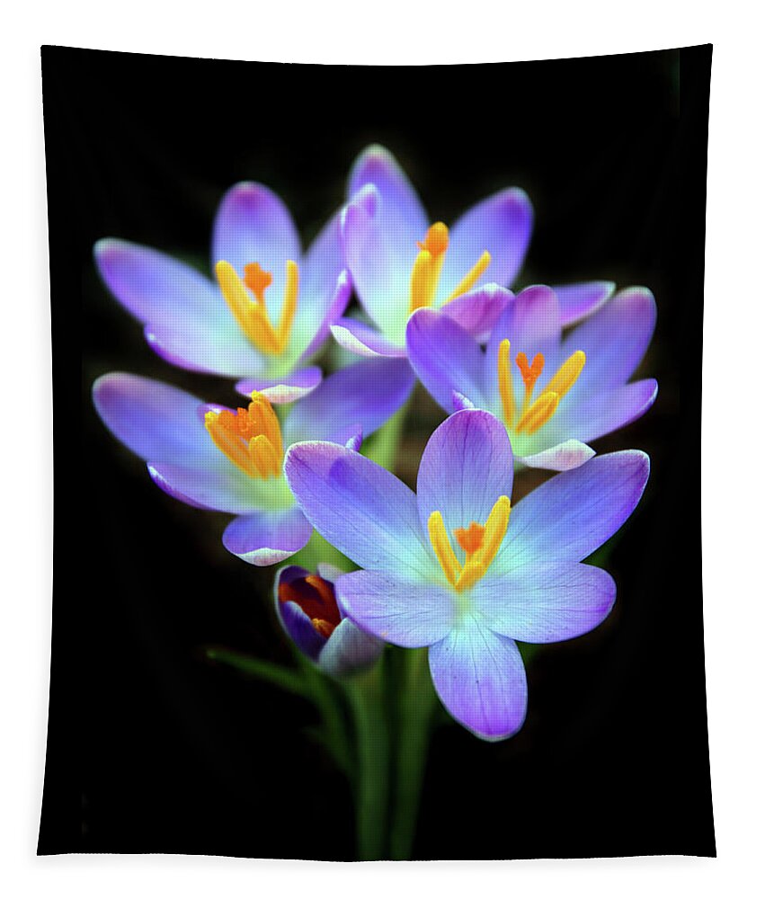 Crocus Tapestry featuring the photograph Spring Crocus by Jessica Jenney
