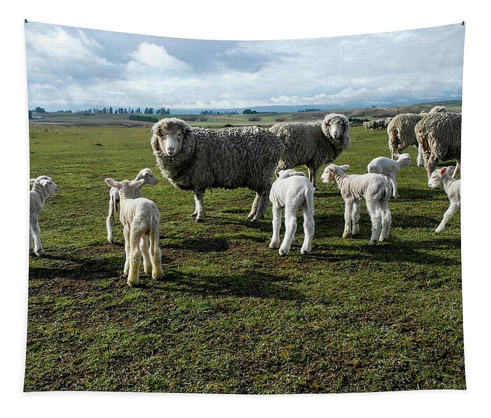 Sheep Tapestry featuring the photograph Springtime Babies - High Country Sheep Muster, South Island, New Zealand by Earth And Spirit