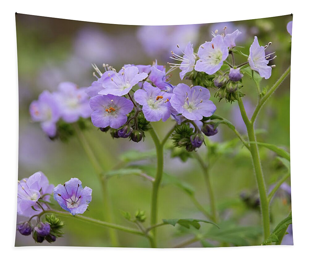 Beauty Tapestry featuring the photograph Spring Wildflowers by Gina Fitzhugh