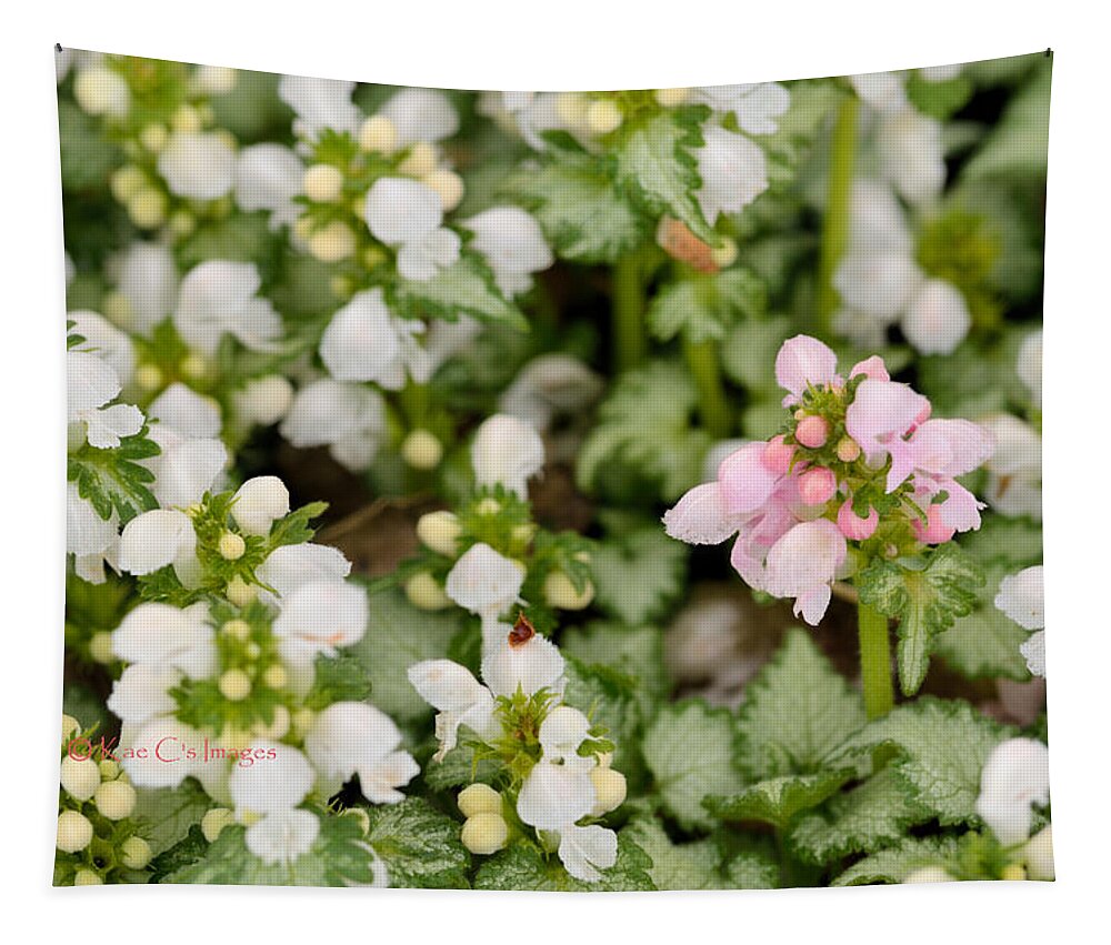 Flowers Tapestry featuring the photograph Springtime Beauties by Kae Cheatham