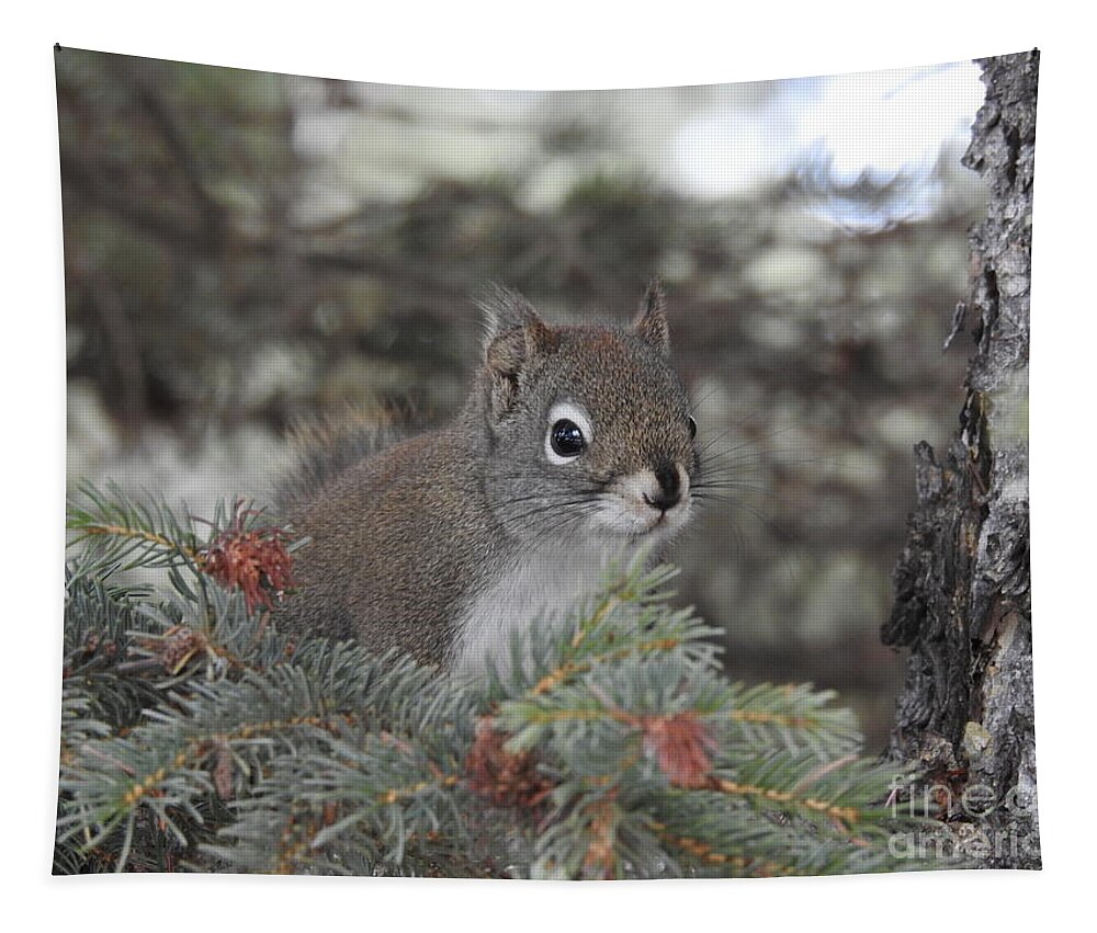 Squirrel Tapestry featuring the photograph Squirrel by Nicola Finch