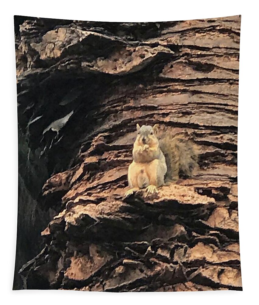 Squirrel Tapestry featuring the photograph Squirrel Observes Fat Nut With Camera by Calvin Boyer