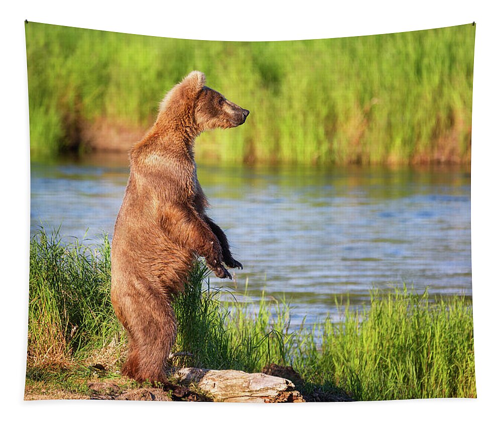Alaska Tapestry featuring the photograph Standing Grizzly Bear - 1 by Alex Mironyuk