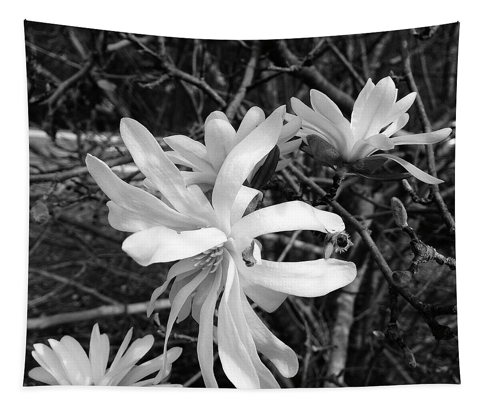  Tapestry featuring the photograph Star Magnolia by Heather E Harman
