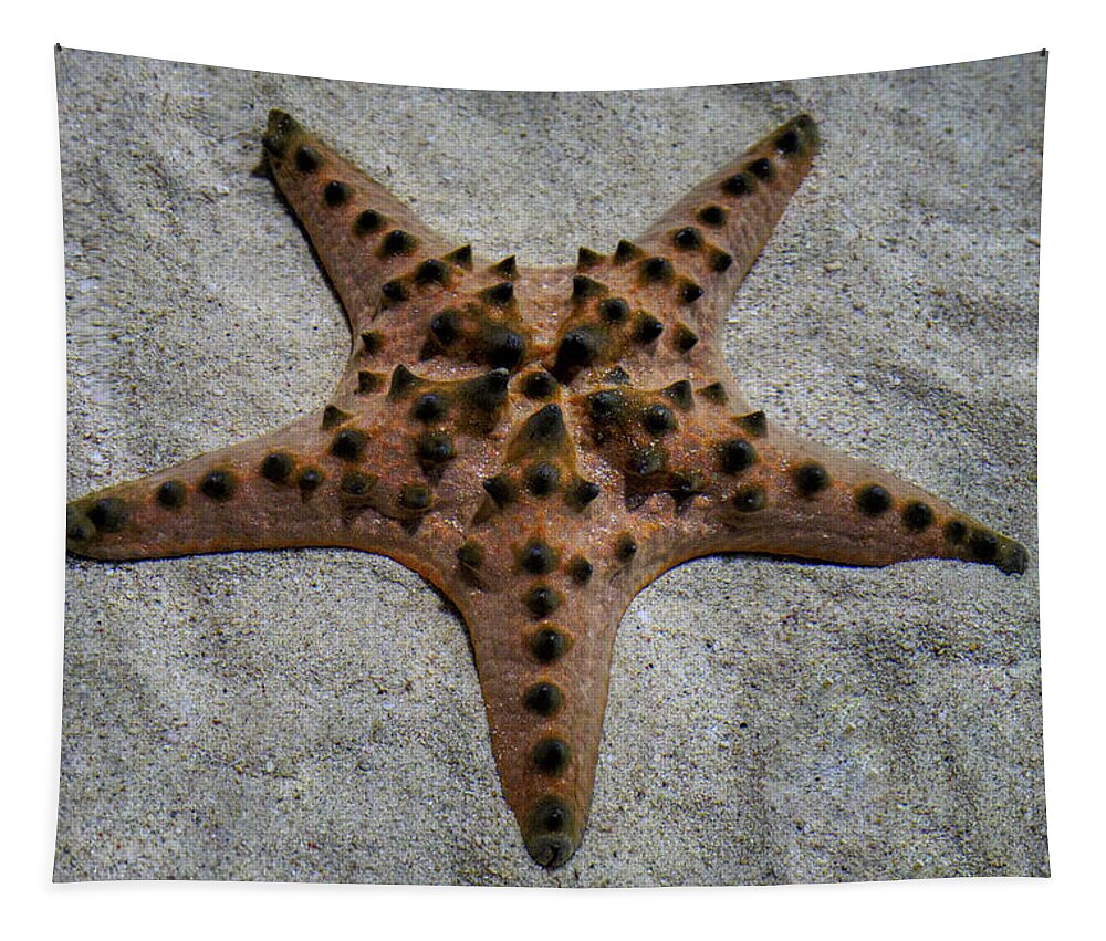 Starfish Tapestry featuring the photograph Starfish by Eric Hafner