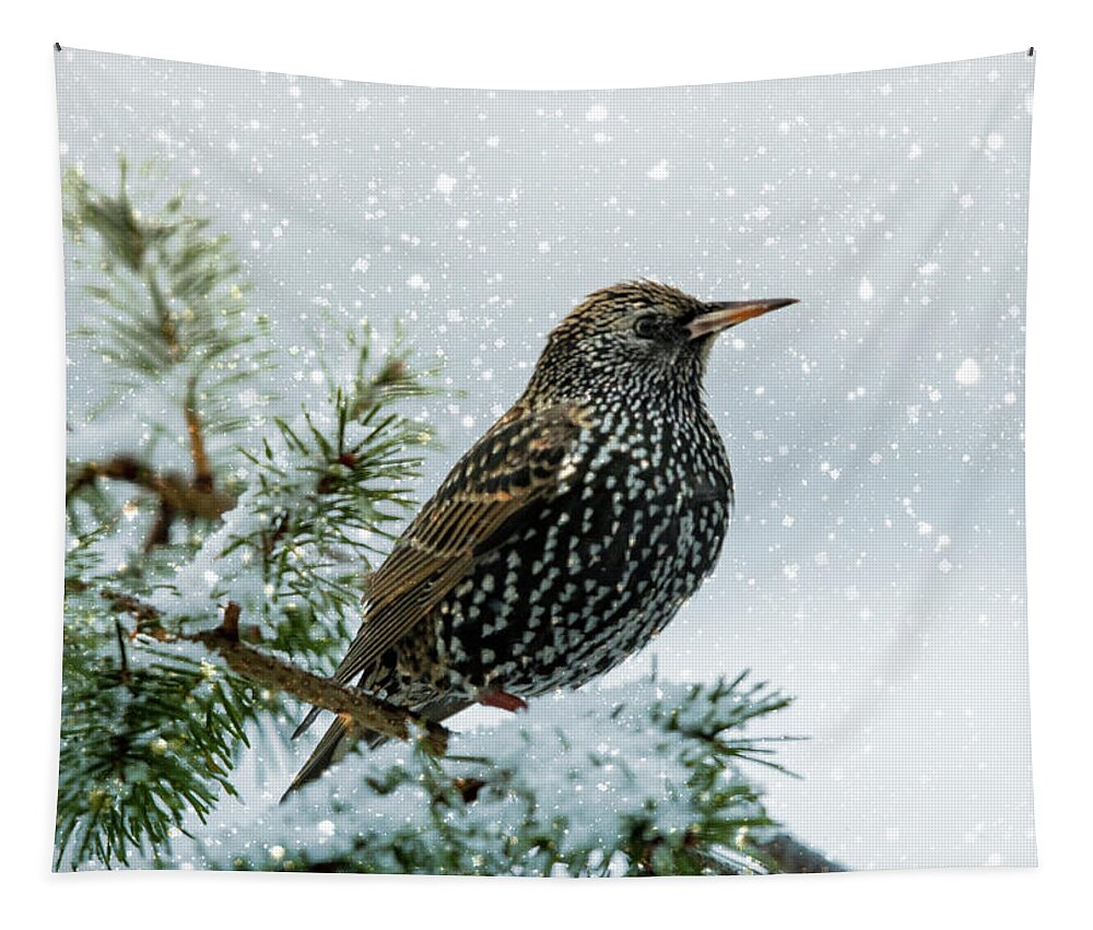 Bird Tapestry featuring the photograph Starling In Snow by Cathy Kovarik