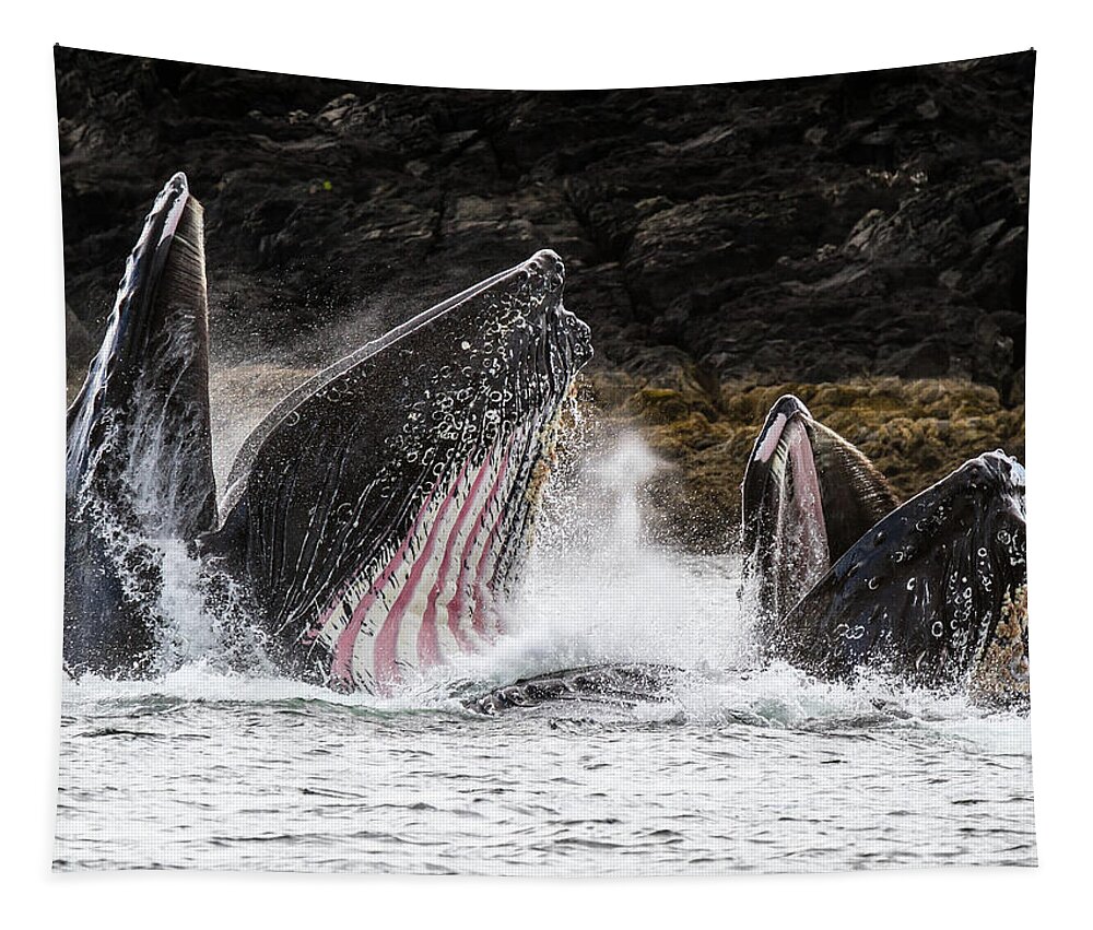 Whale Tapestry featuring the photograph Stars n' Stripes by Michael Rauwolf