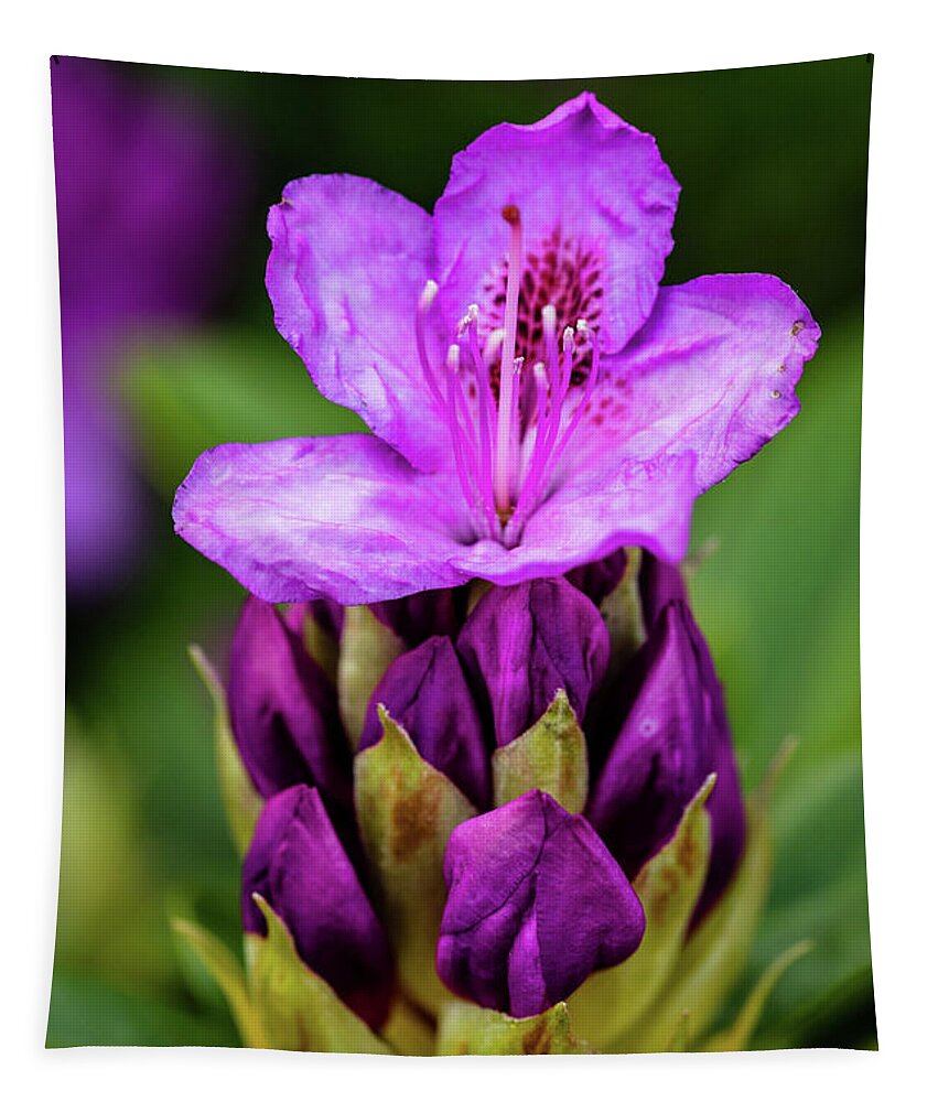 Rhododendron Tapestry featuring the photograph Starting to Bloom by Aashish Vaidya