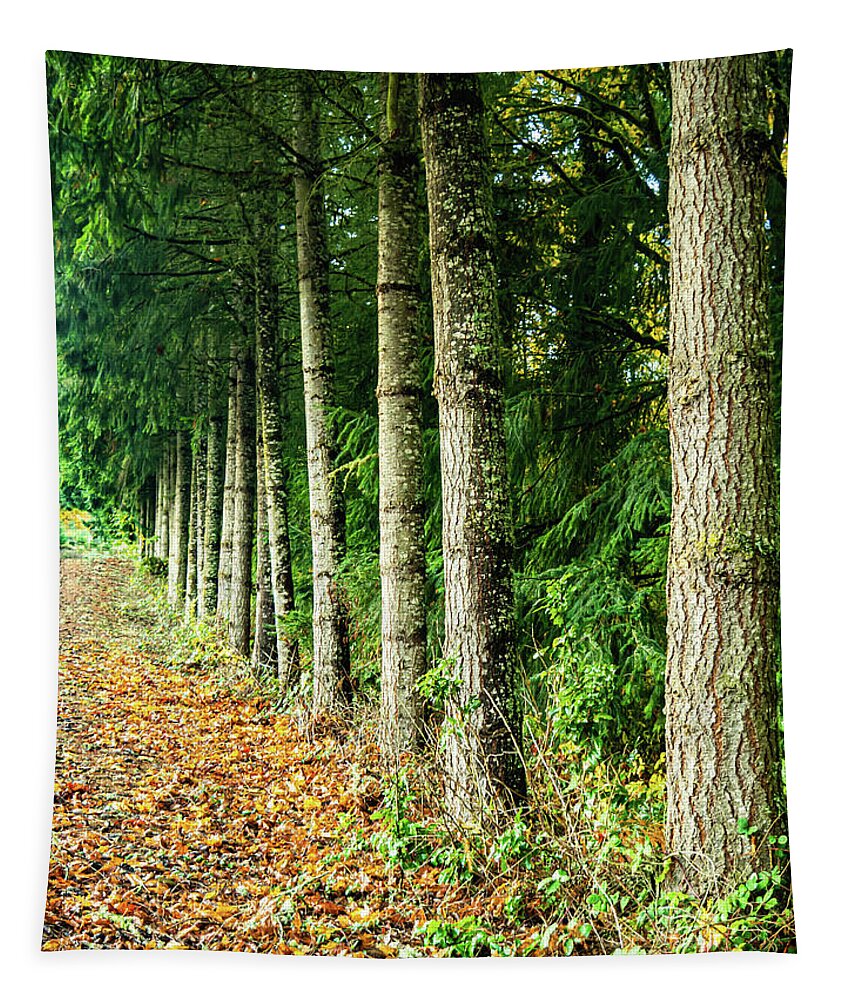 Fall Tapestry featuring the photograph Leading Lines by Leslie Struxness