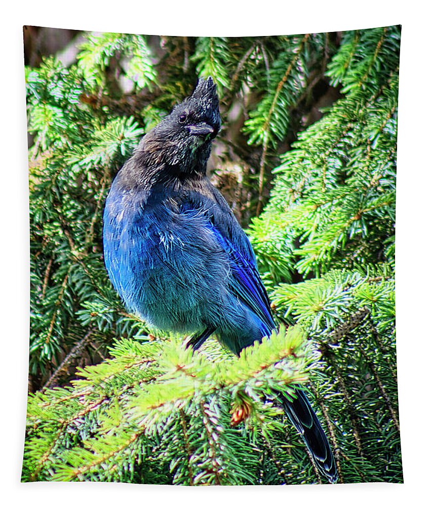 Bird Tapestry featuring the photograph Steller's Jay by Thomas Nay
