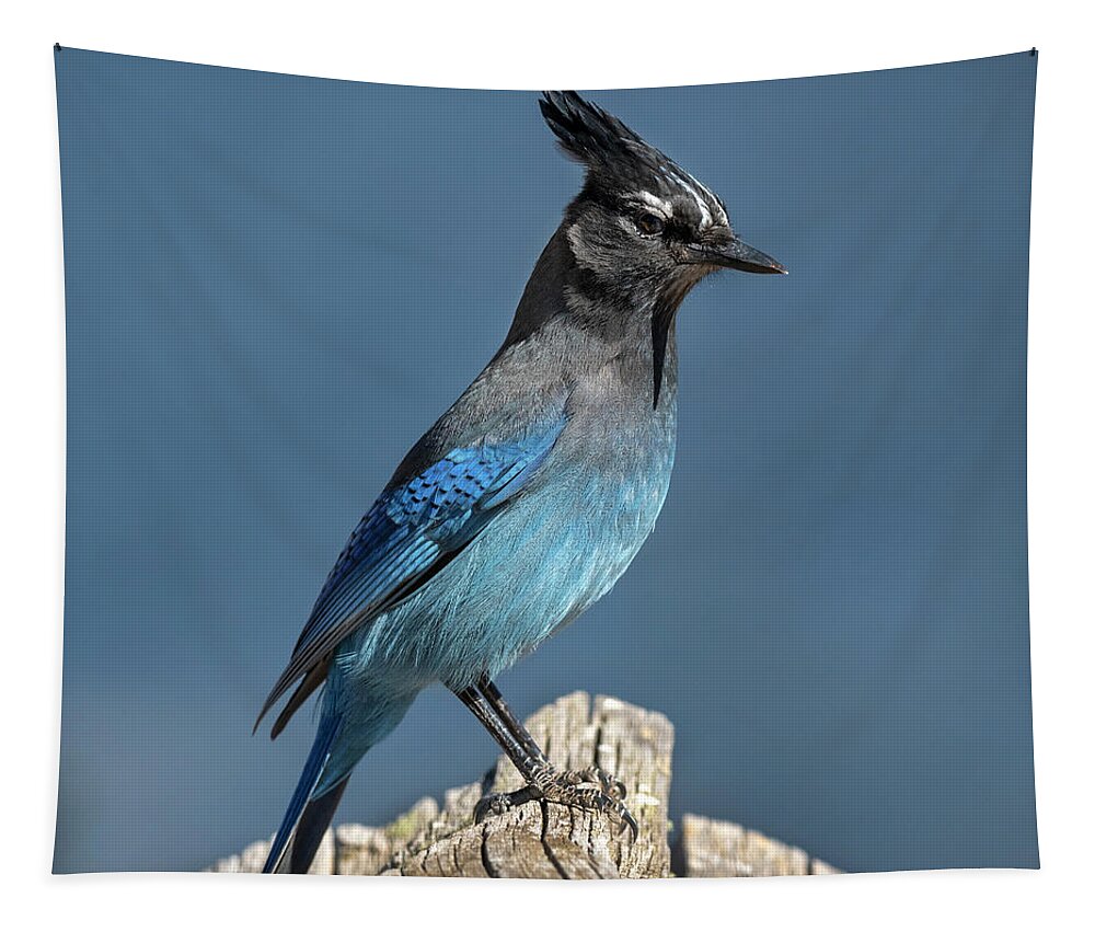 Blue Jay Tapestry featuring the photograph Steller's Jay by Mark Langford