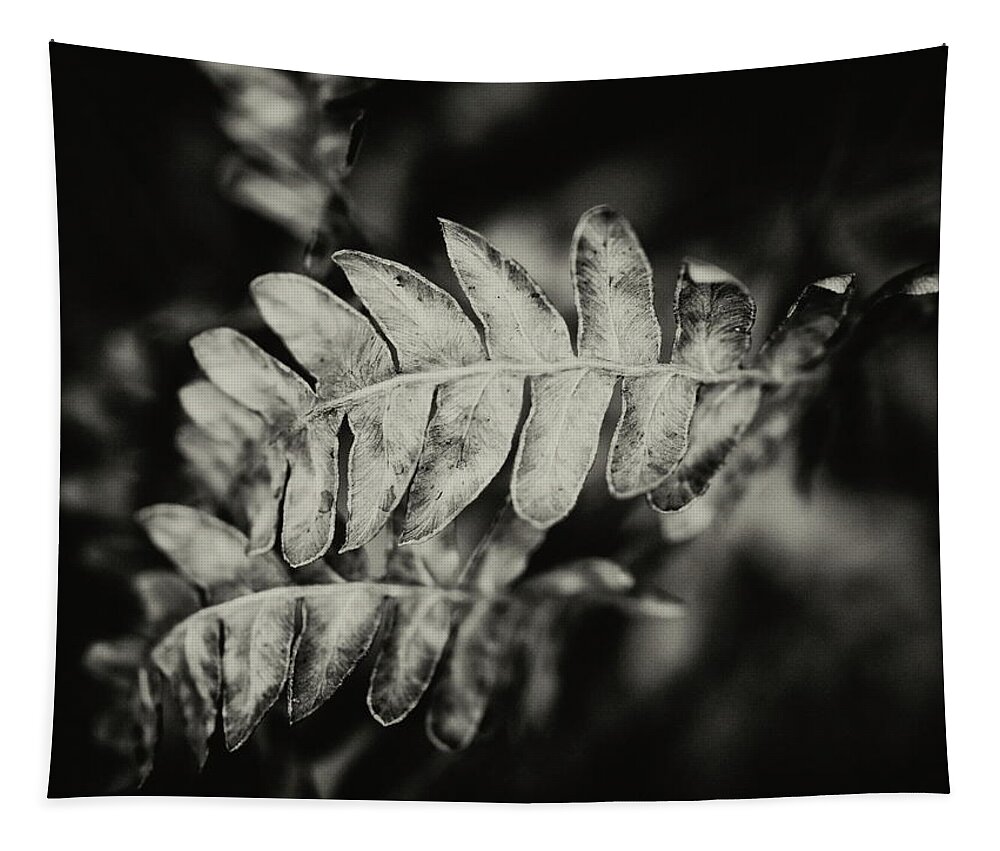 Finland Tapestry featuring the photograph Steps of the poet. Bracken bw by Jouko Lehto
