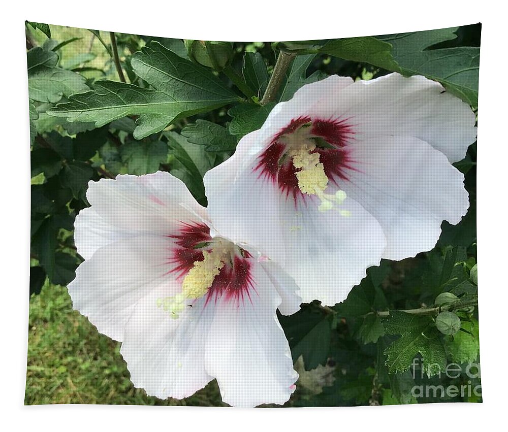 Rose Of Sharon Tapestry featuring the photograph Hibiscus Sticking Together 2 by Catherine Wilson