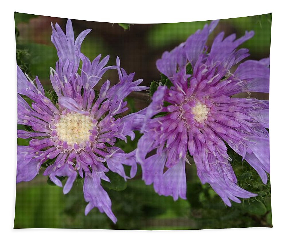 Stoke’s Aster Tapestry featuring the photograph Stoke's Aster Flower 5 by Mingming Jiang