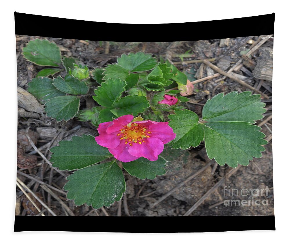 Spring Tapestry featuring the photograph Strawberry Flower by PROMedias US