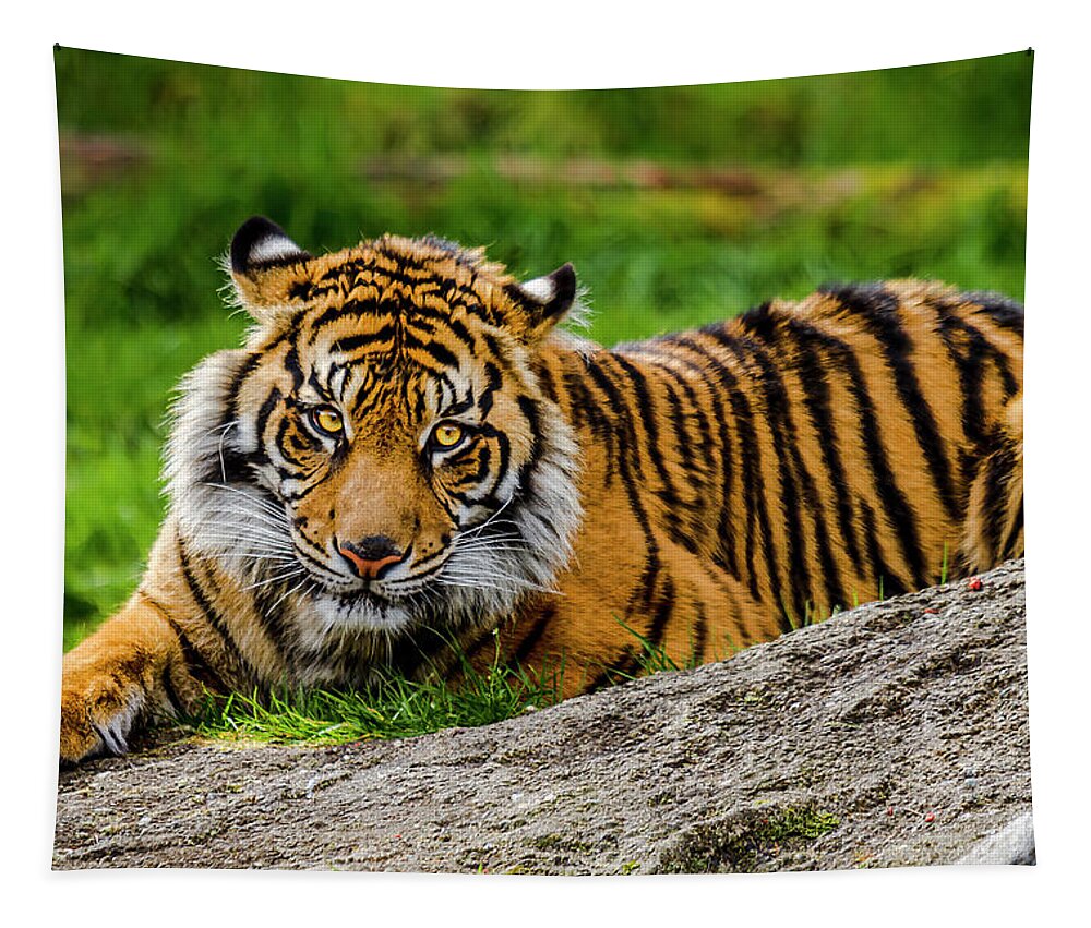 Pt. Tapestry featuring the photograph Sumatran Tiger 4 by Rob Green