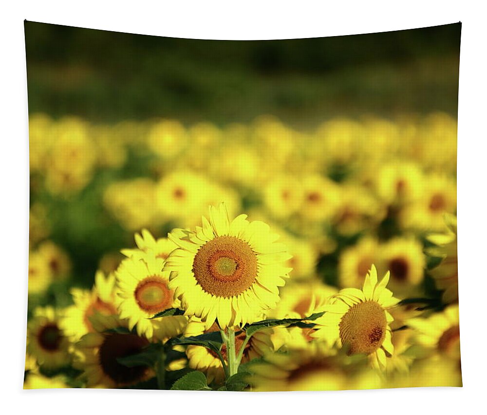 Summer Tapestry featuring the photograph Summertime Glow by Lens Art Photography By Larry Trager