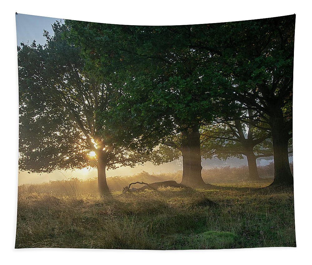 Sunrise Tapestry featuring the photograph Sun breaking through the trees by Gareth Parkes