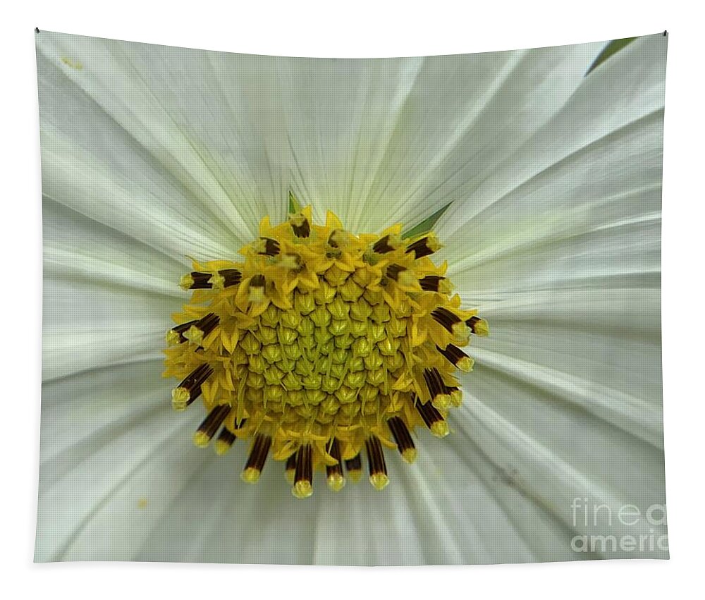 Sun-flower Tapestry featuring the photograph Sun Flowers in White by Catherine Wilson