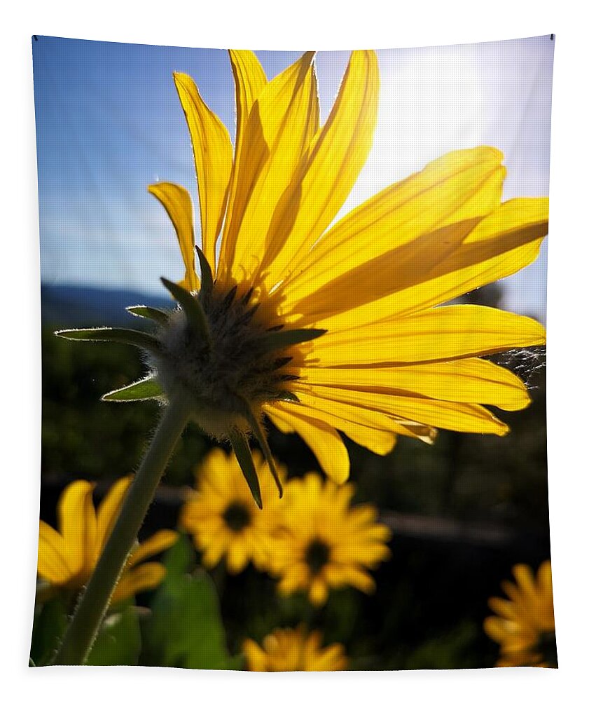 Balsam Root Tapestry featuring the photograph Sun Gazing by Linda McRae