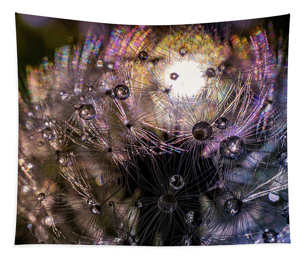 Rain Drops On Dandelion Tapestry featuring the photograph Sun glow through dandelion by Lilia S