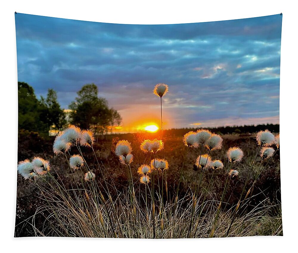 Bog Cotton Tapestry featuring the photograph Sun Lit Cotton by Six Months Of Walking