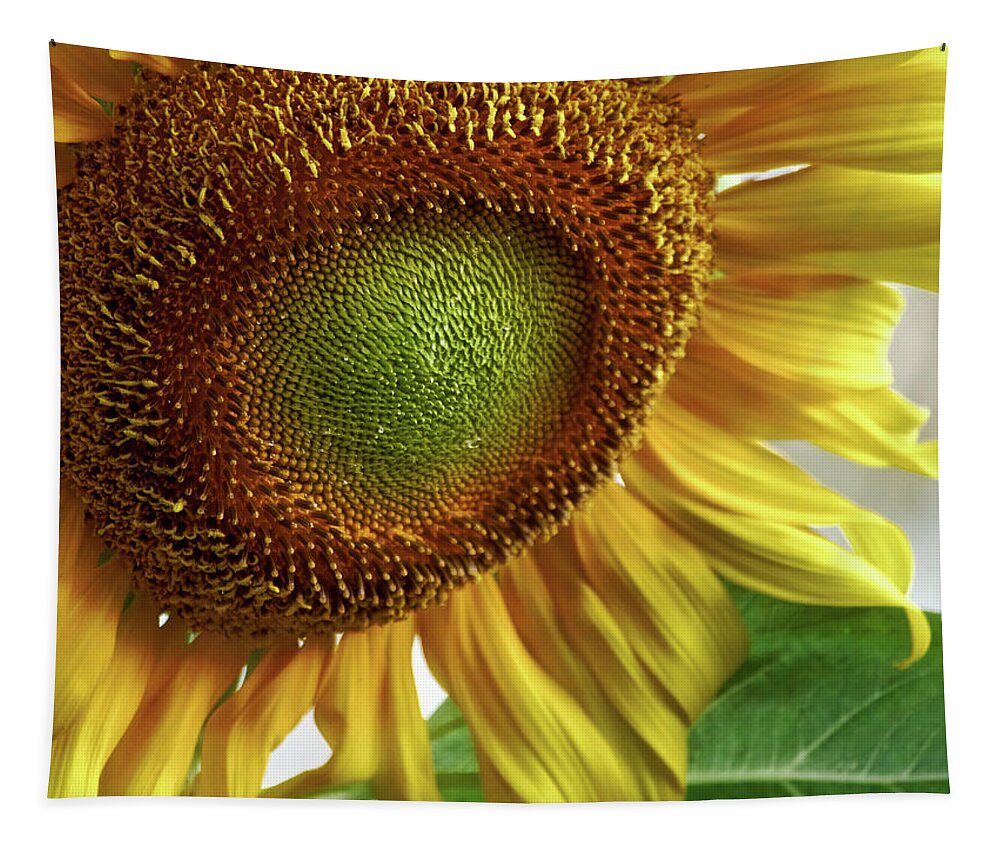 Sunflower Tapestry featuring the photograph Sun by Rachel Morrison
