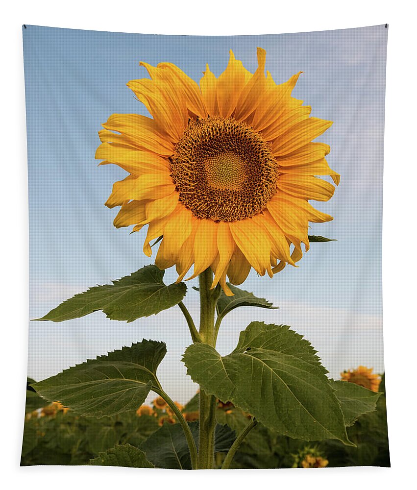 Sunflower Tapestry featuring the photograph Sunflower at sunrise by Stephen Holst