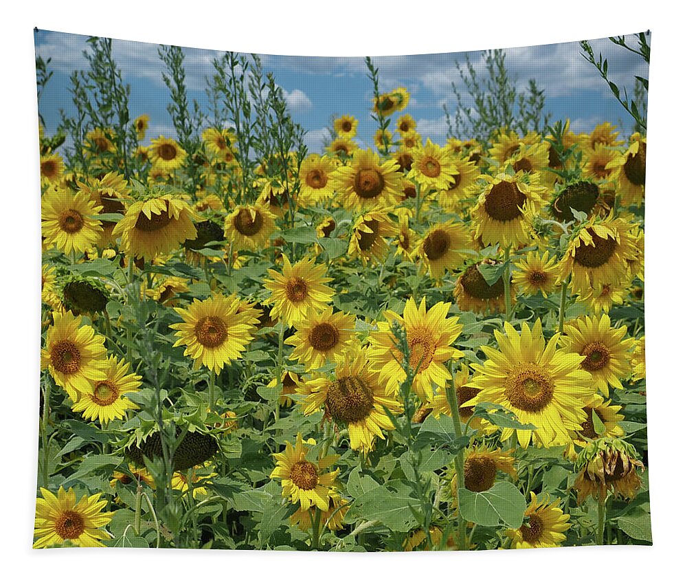 Sunflower Tapestry featuring the photograph Sunflower Fields by Scott Olsen