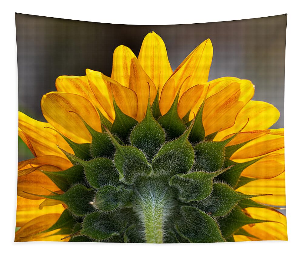 Sunflower Tapestry featuring the photograph Sunflower from Behind by Carrie Hannigan