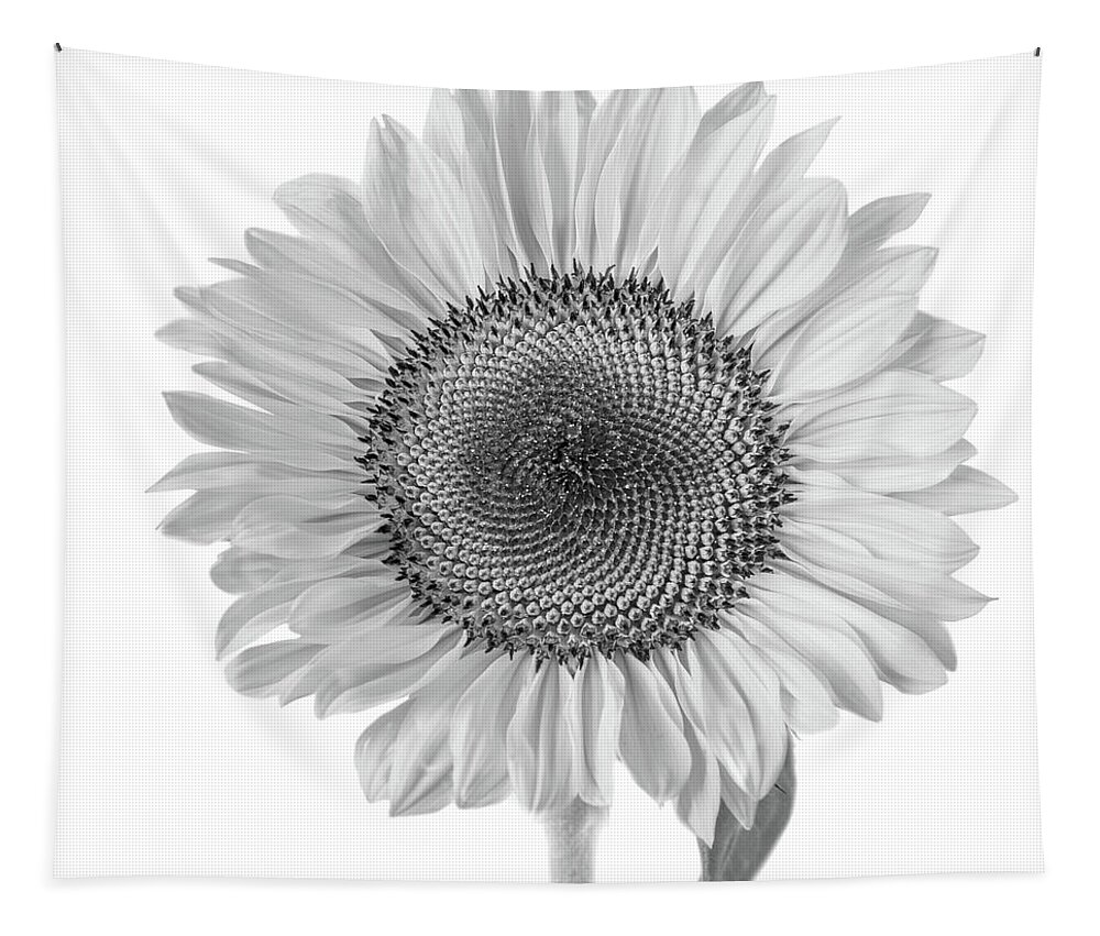 Sunflower Tapestry featuring the photograph Sunflower study in high key 1 by Alessandra RC