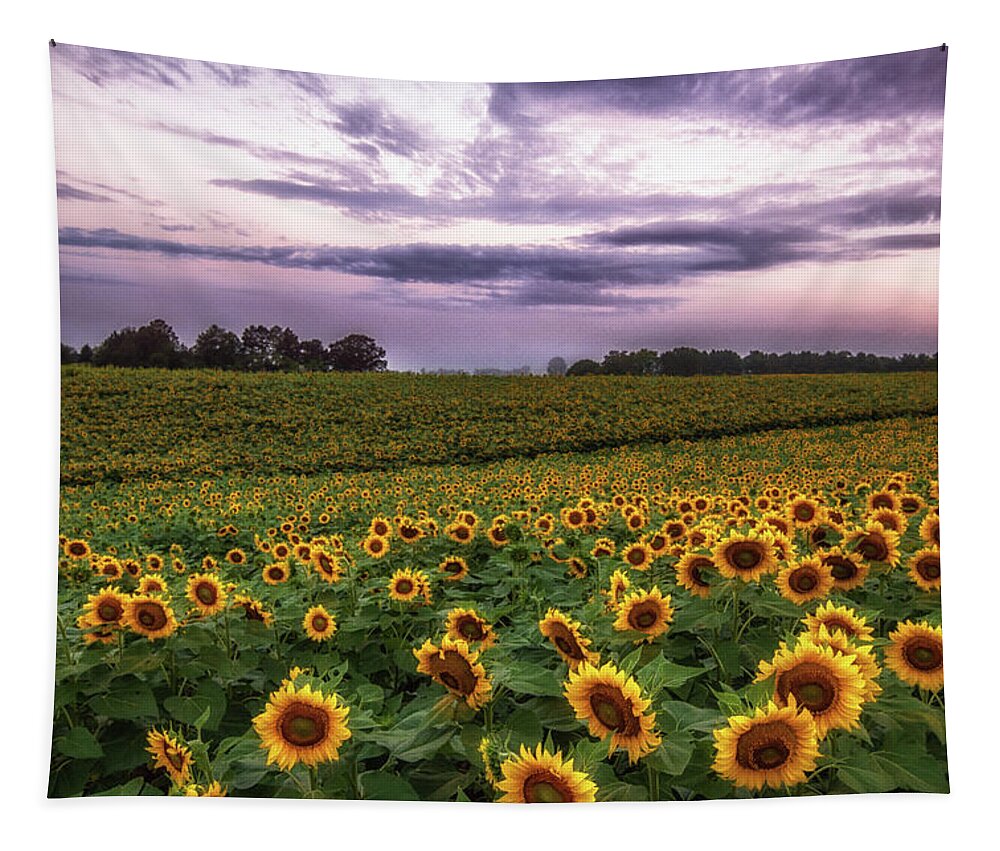 Sunflowers Tapestry featuring the photograph Sunflower Sunrise by Tricia Louque