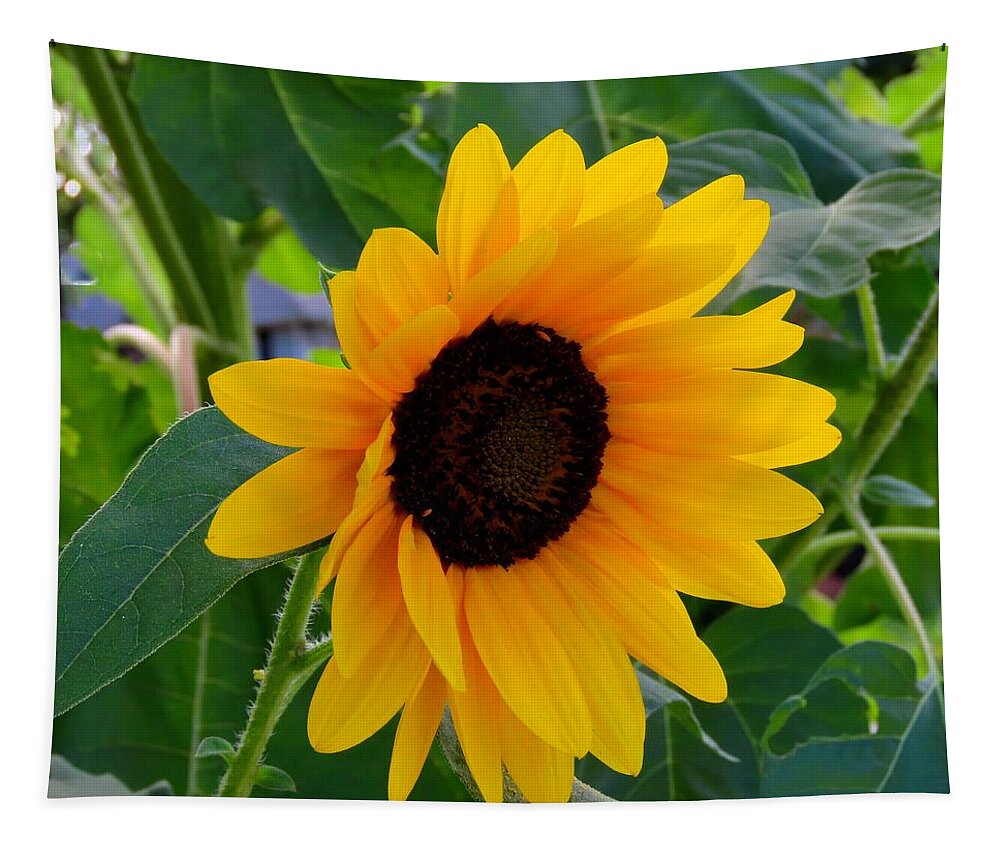 Flowers Tapestry featuring the photograph Sunflower - Two by Linda Stern