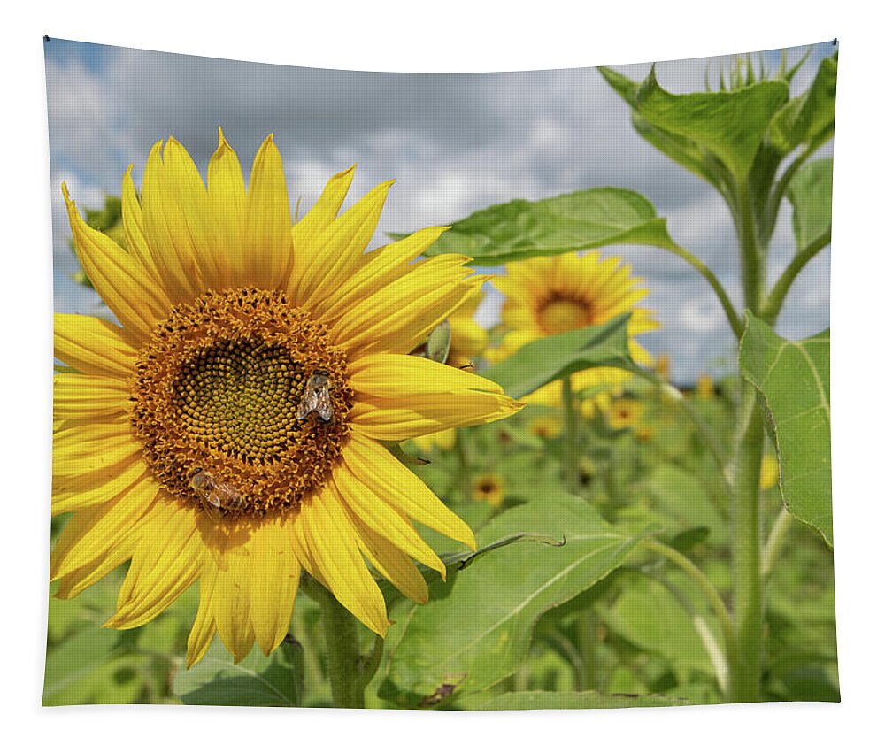 Sunflower Tapestry featuring the photograph Sunflower with Honeybee by Carolyn Hutchins