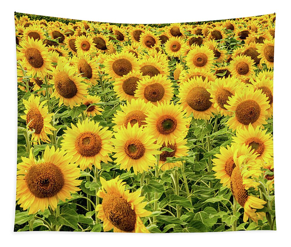 Sunflowers Tapestry featuring the photograph Sunflowers As Far As The Eye Can See by Marcy Wielfaert