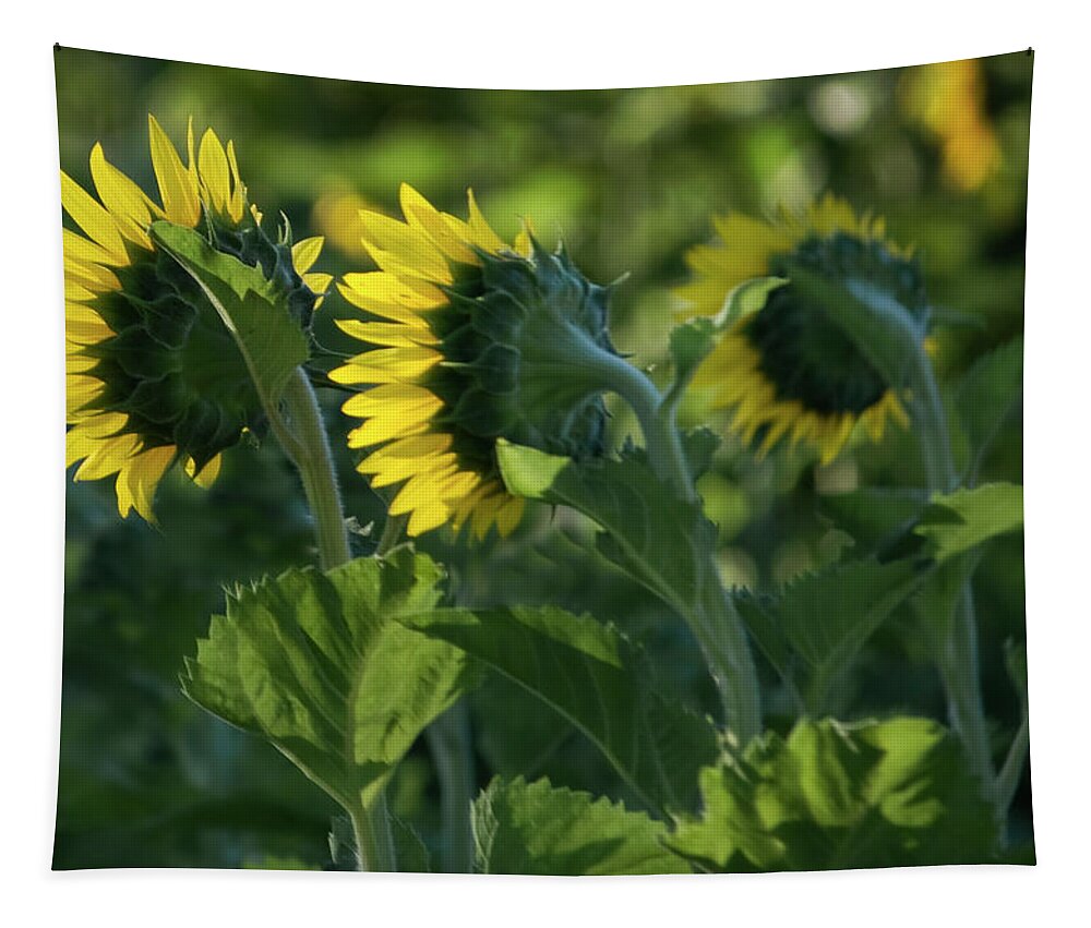 Sunflowers Tapestry featuring the photograph Sunflowers in a Field by Cheryl Day
