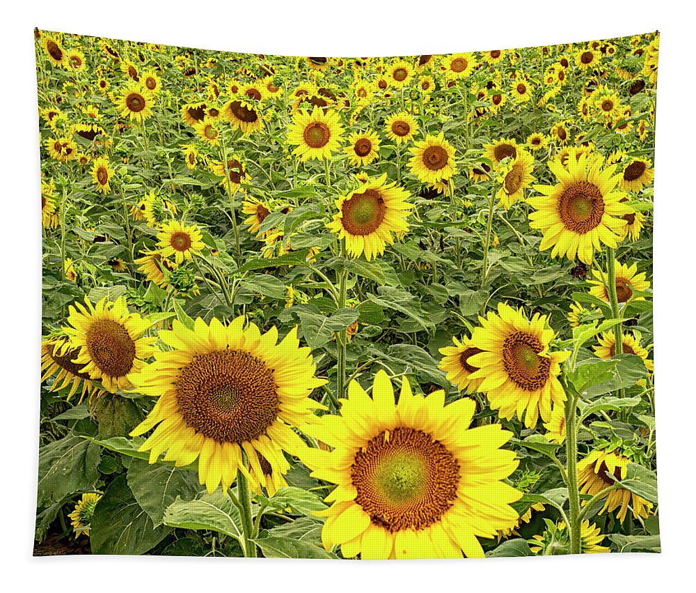 Sunflower Tapestry featuring the photograph Sunflowers by Jerry Connally
