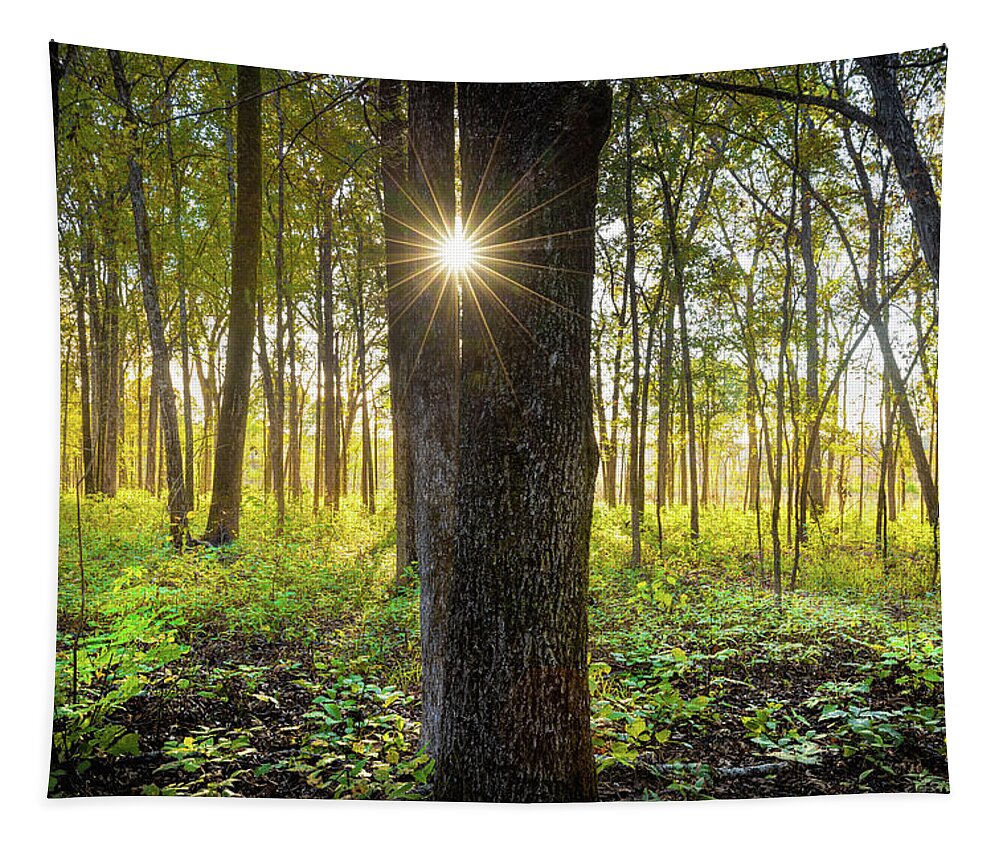 Trees Tapestry featuring the photograph Sunlight by Jordan Hill