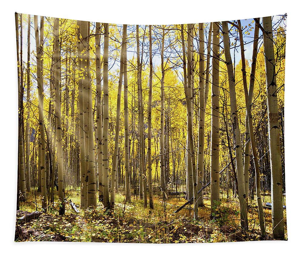 Aspen Tapestry featuring the photograph Sunlit Fall Aspens by Lana Trussell