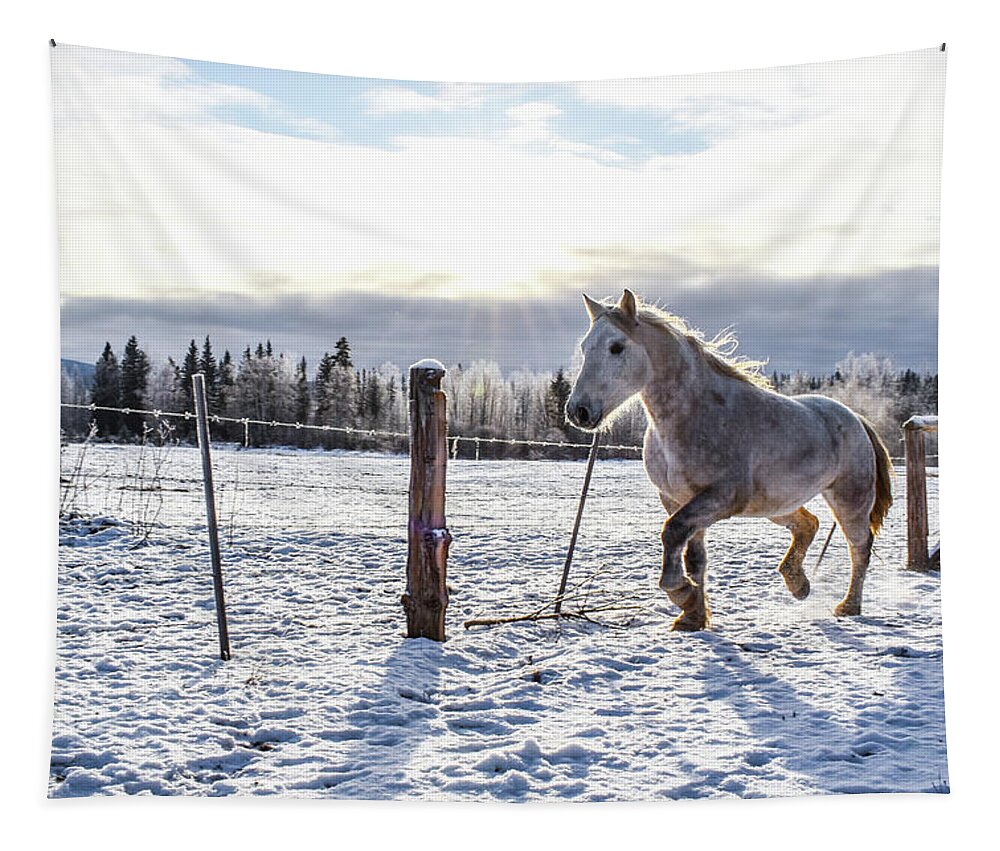 Winter Tapestry featuring the photograph Sunlit Passage by Listen To Your Horse