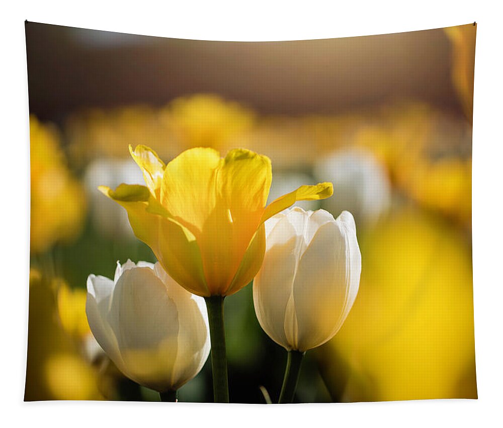  Tapestry featuring the photograph Sunny Tulips by Nicole Engstrom