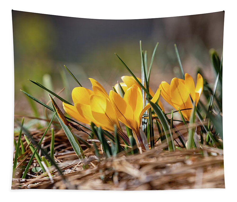 Crocus Tapestry featuring the photograph Sunny Yellow Crocuses by Lara Morrison