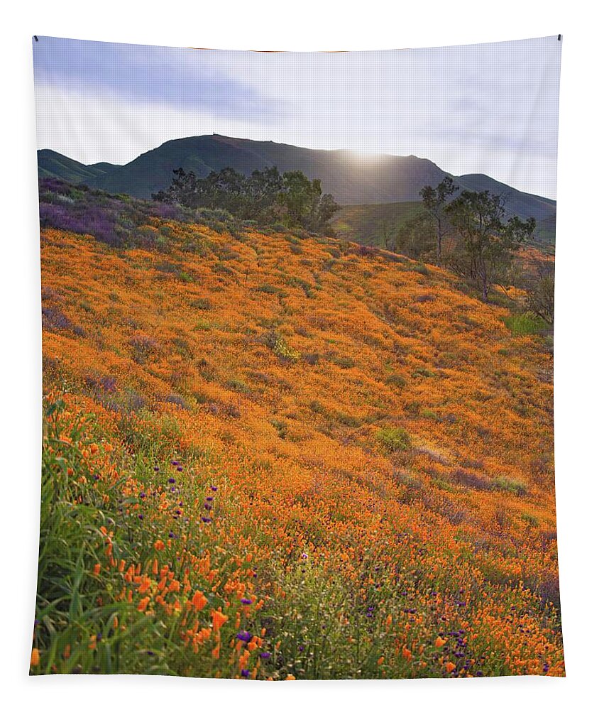 Walker Canyon Poppies Tapestry featuring the photograph Sunrise Over Poppy Fields by Rebecca Herranen
