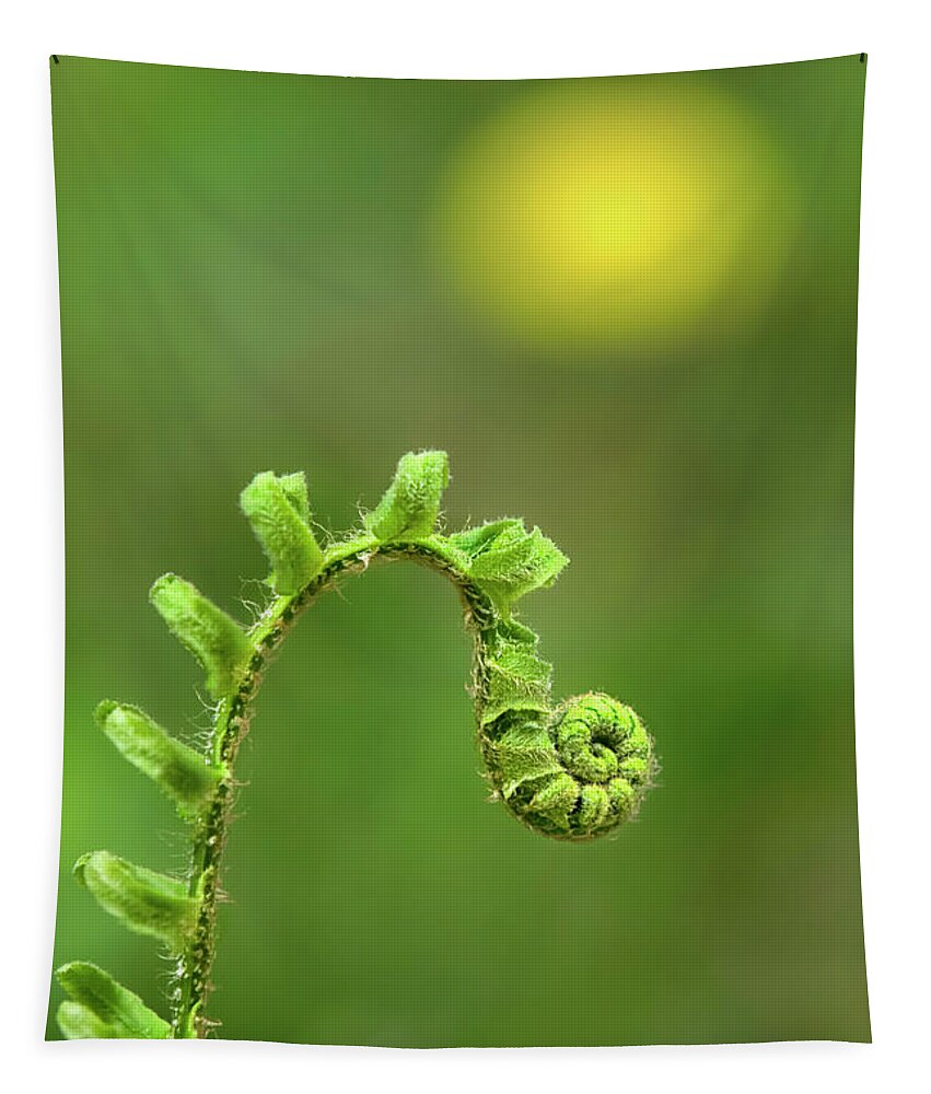 Fern Tapestry featuring the photograph Sunrise Spiral Fern by Christina Rollo