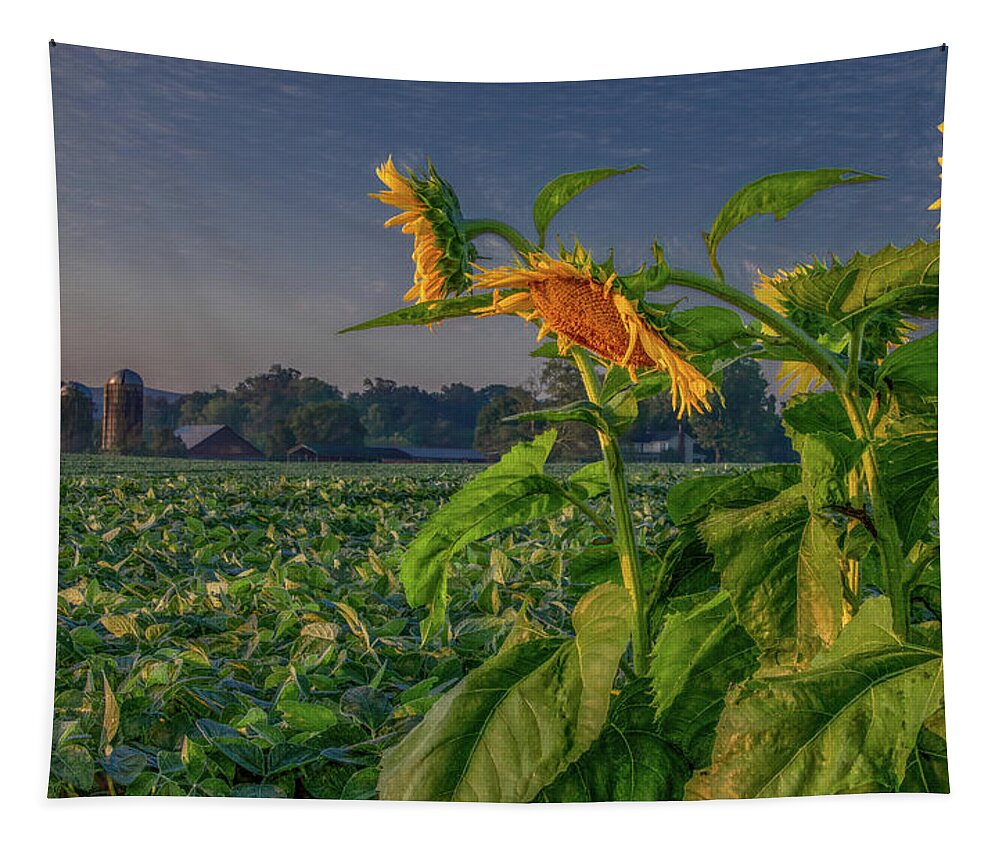 Tennessee Tapestry featuring the photograph Sunrise With Sunflowers by Marcy Wielfaert